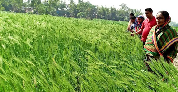 নারীরা খেত থেকে শাক সংগ্রহ করে তা ৭০ টাকা কেজি দরে বিক্রি করেন। এসব শাক পরিষ্কার করে কেটে নগরীর বিভিন্ন স্থানে বিক্রি হয়। ছবিটি  রাজশাহী নগরীর শিমলা পার্ক সংলগ্ন পদ্মা নদীর চর থেকে তুলেছেন শরিফুল ইসলাম তোতা।